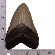 Real Megalodon Tooth