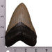 Real Megalodon Tooth