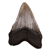 Real Megalodon Tooth
