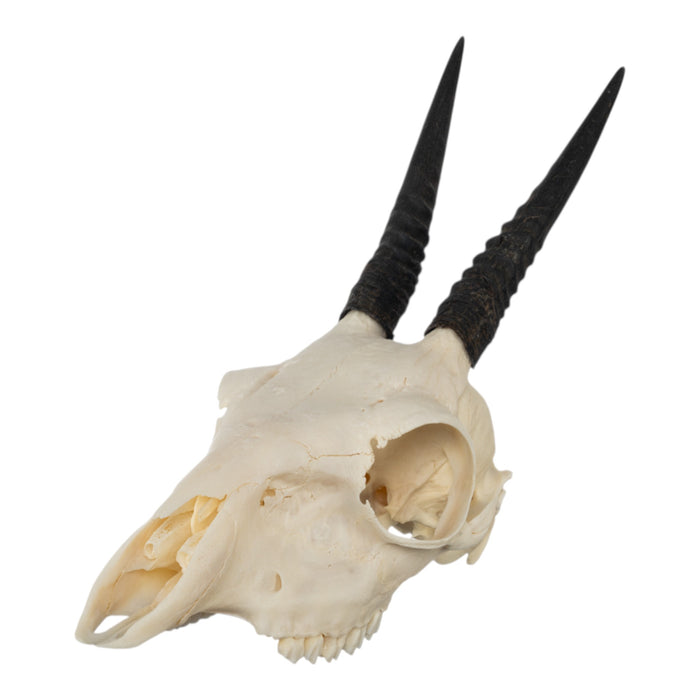 Real Common Duiker Skull