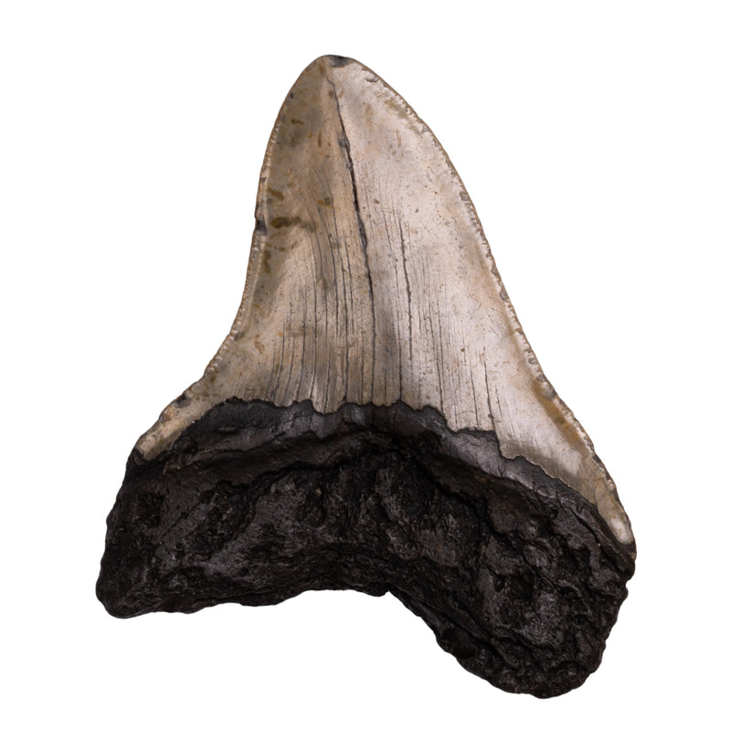 Real Megalodon Tooth