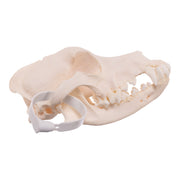 Real Domestic Dog Skull - Schnauzer