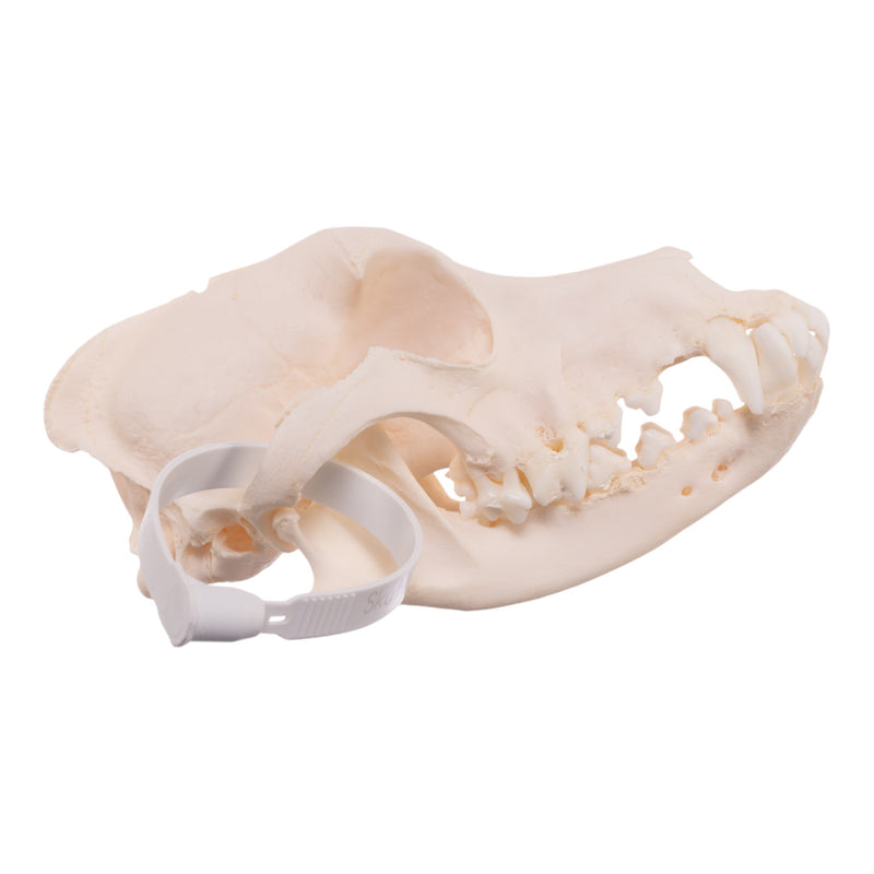 Real Domestic Dog Skull - Schnauzer