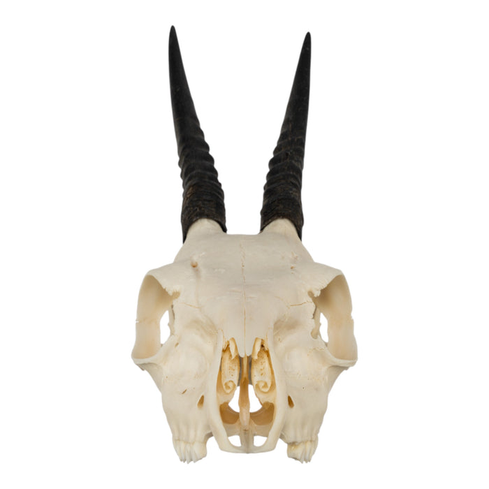 Real Common Duiker Skull