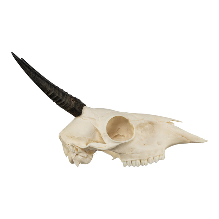 Real Common Duiker Skull