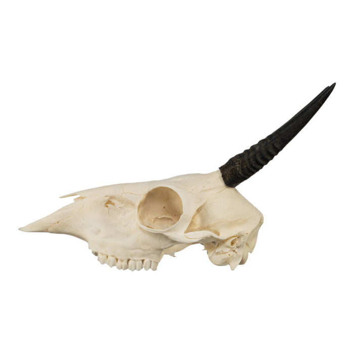 Real Common Duiker Skull