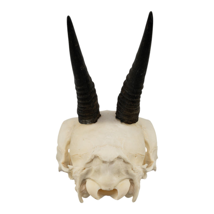 Real Common Duiker Skull
