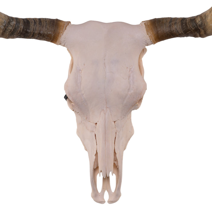 Real Longhorn Skull