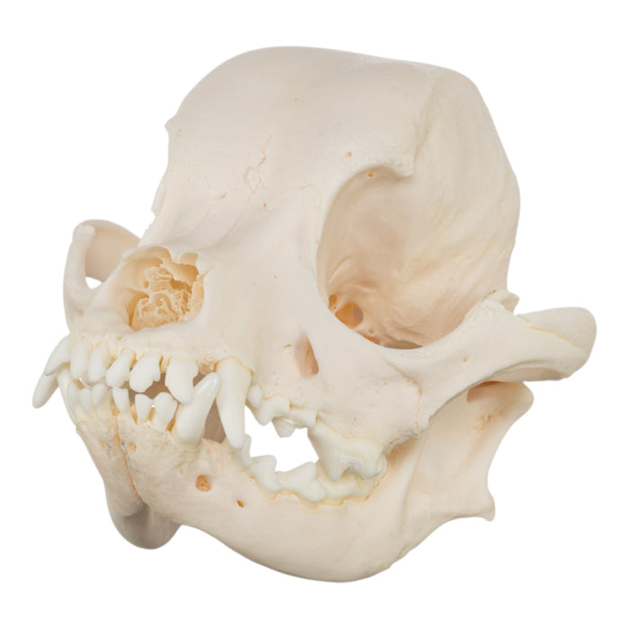 Real Domestic Dog Skull - Chihuahua Mix