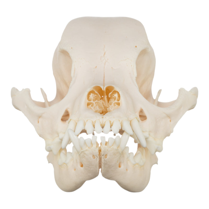 Real Domestic Dog Skull - Chihuahua Mix