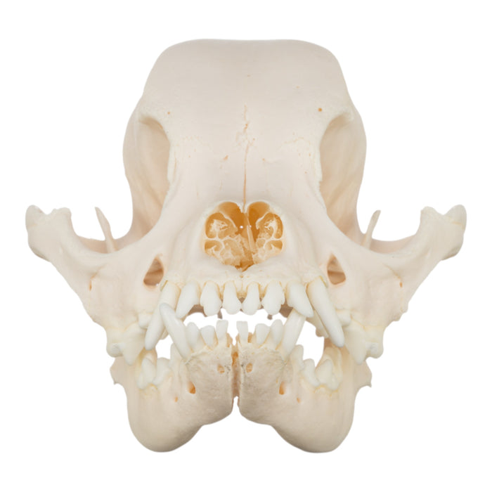 Real Domestic Dog Skull - Chihuahua Mix
