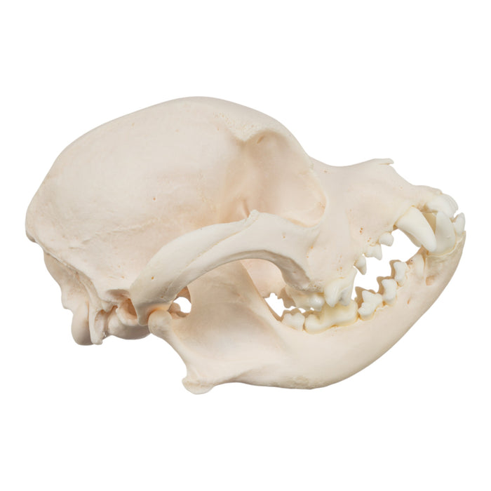 Real Domestic Dog Skull - Chihuahua Mix