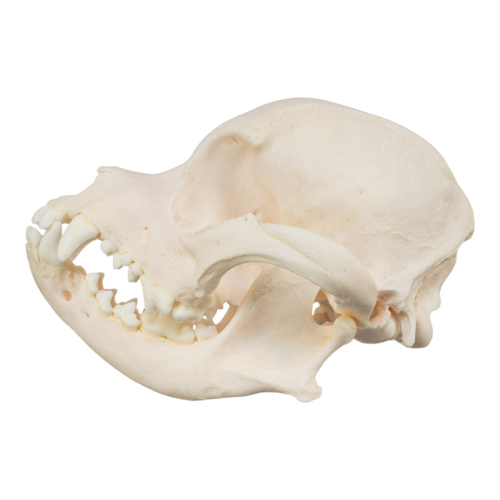Real Domestic Dog Skull - Chihuahua Mix