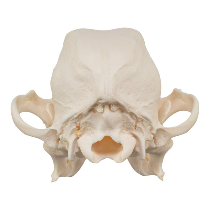 Real Domestic Dog Skull - Chihuahua Mix