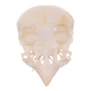 Real Finch Skull