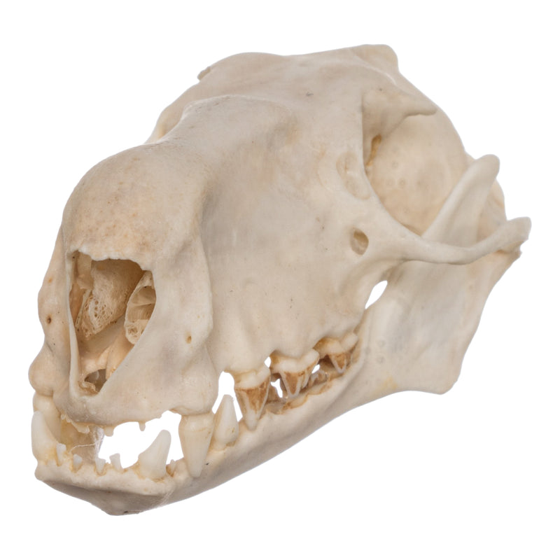 Real Hammerhead Fruit Bat Skull - Male