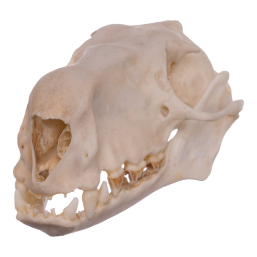 Real Hammerhead Fruit Bat Skull - Male