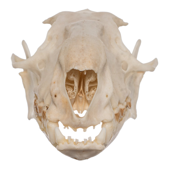 Real Hammerhead Fruit Bat Skull - Male
