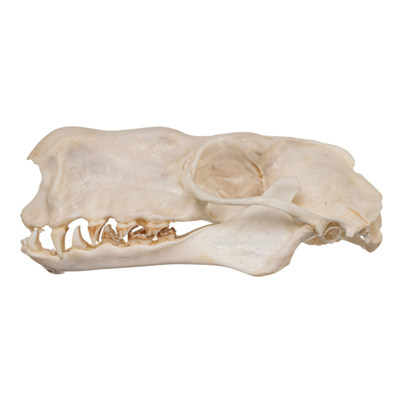 Real Hammerhead Fruit Bat Skull - Male
