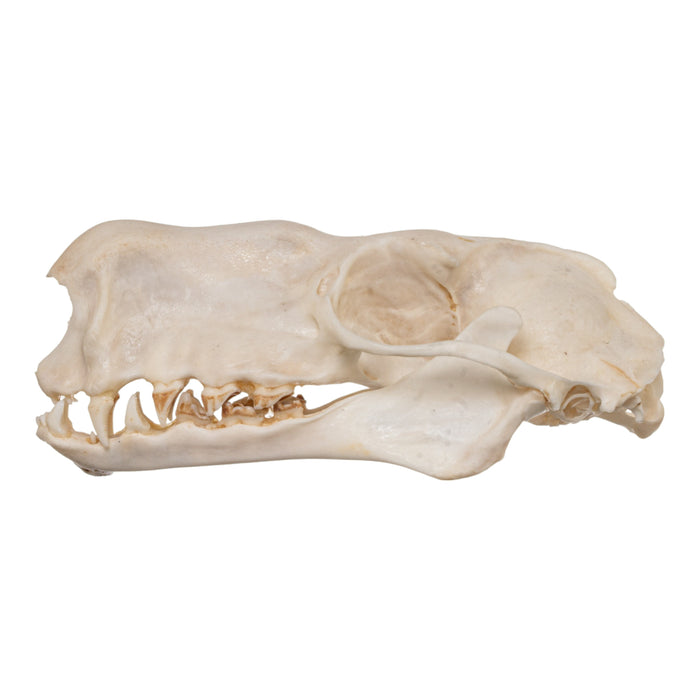 Real Hammerhead Fruit Bat Skull - Male