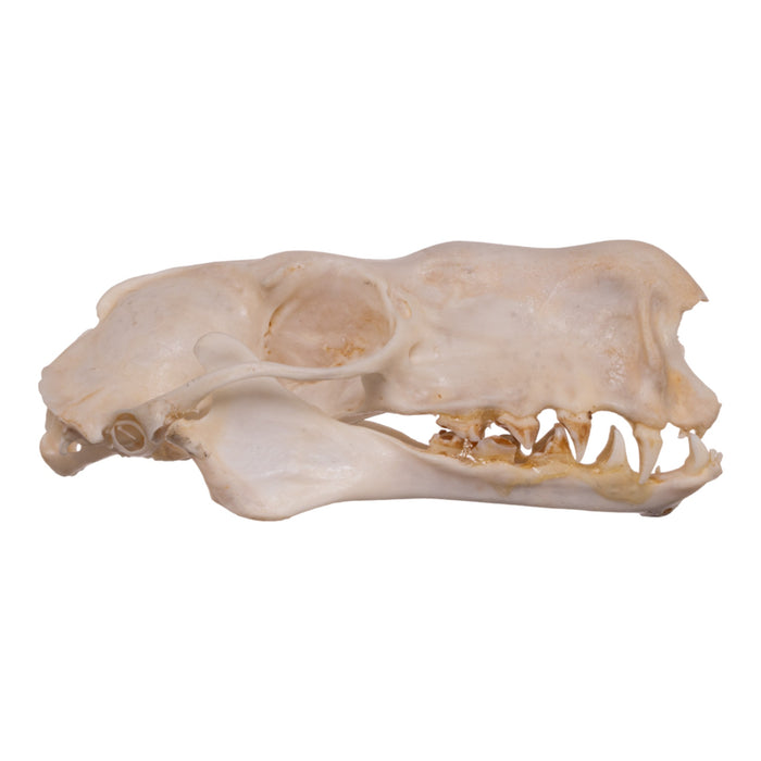 Real Hammerhead Fruit Bat Skull - Male