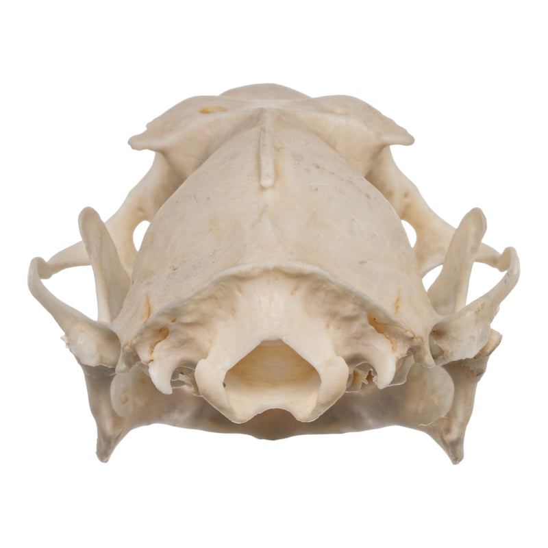 Real Hammerhead Fruit Bat Skull - Male