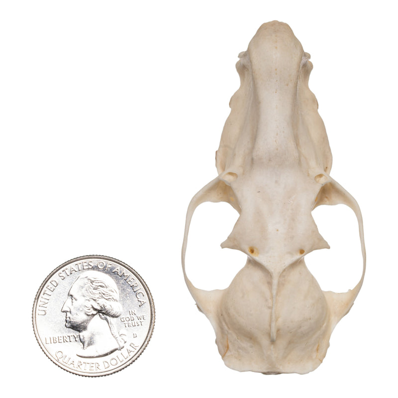 Real Hammerhead Fruit Bat Skull - Male