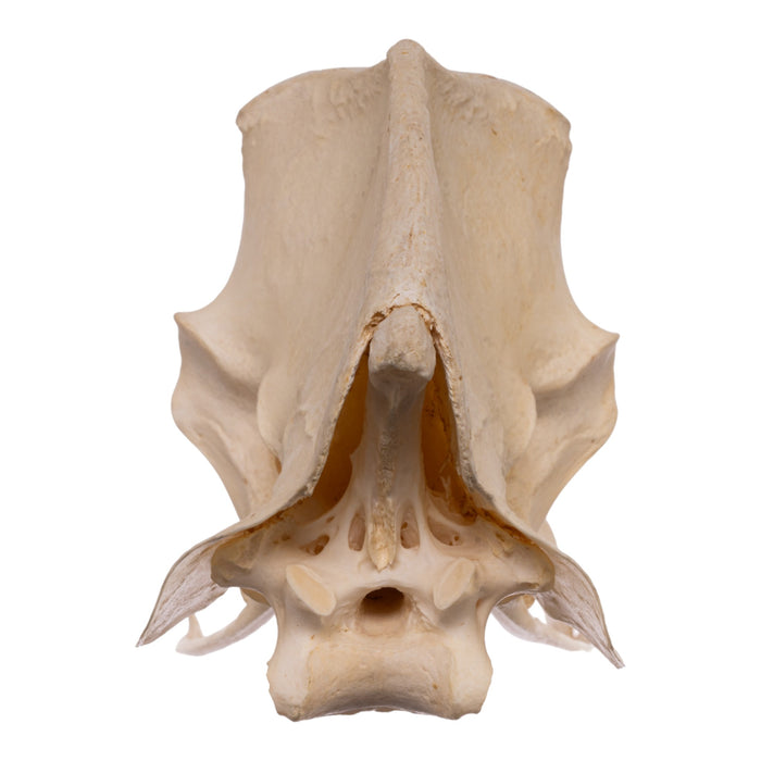 Real Emu Pelvis