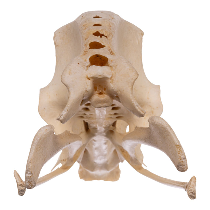 Real Emu Pelvis