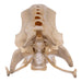 Real Emu Pelvis