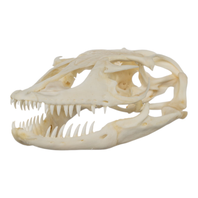 Real Monitor Lizard Skull