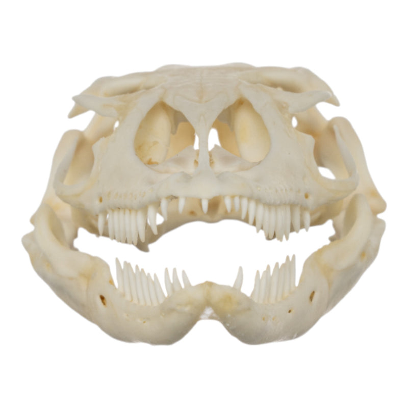 Real Monitor Lizard Skull