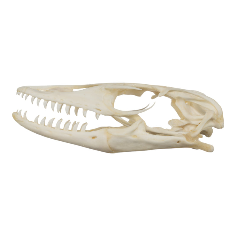 Real Monitor Lizard Skull