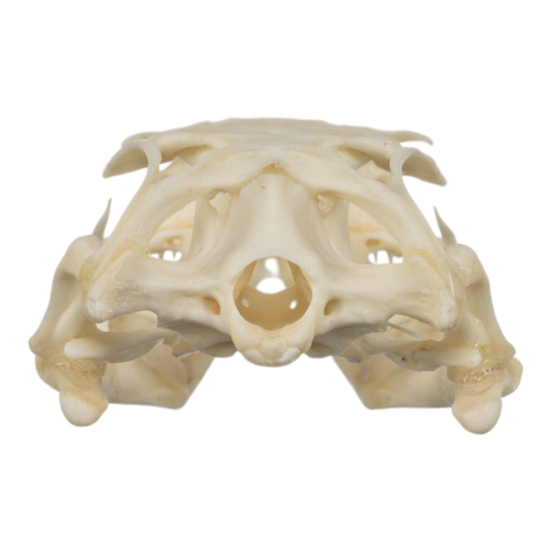 Real Monitor Lizard Skull