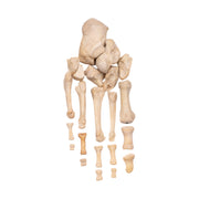 Real Human Foot - Partial Set