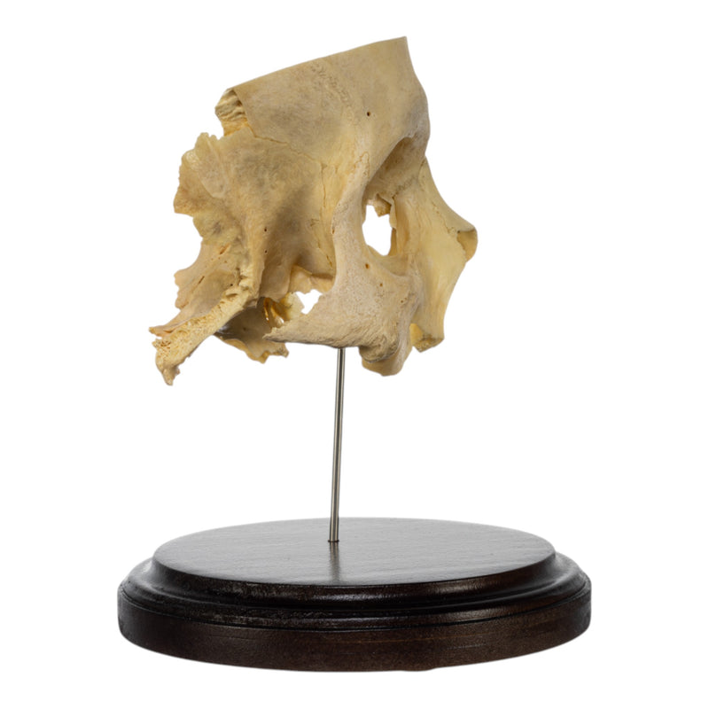 Real Human Partial Skull on Stand