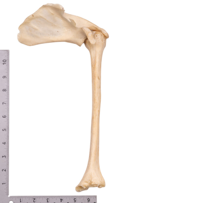Humerus Bone Diagram Unlabeled humerus-bone-diagram-unlabeled