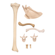 Replica Bag-O-Human Bones