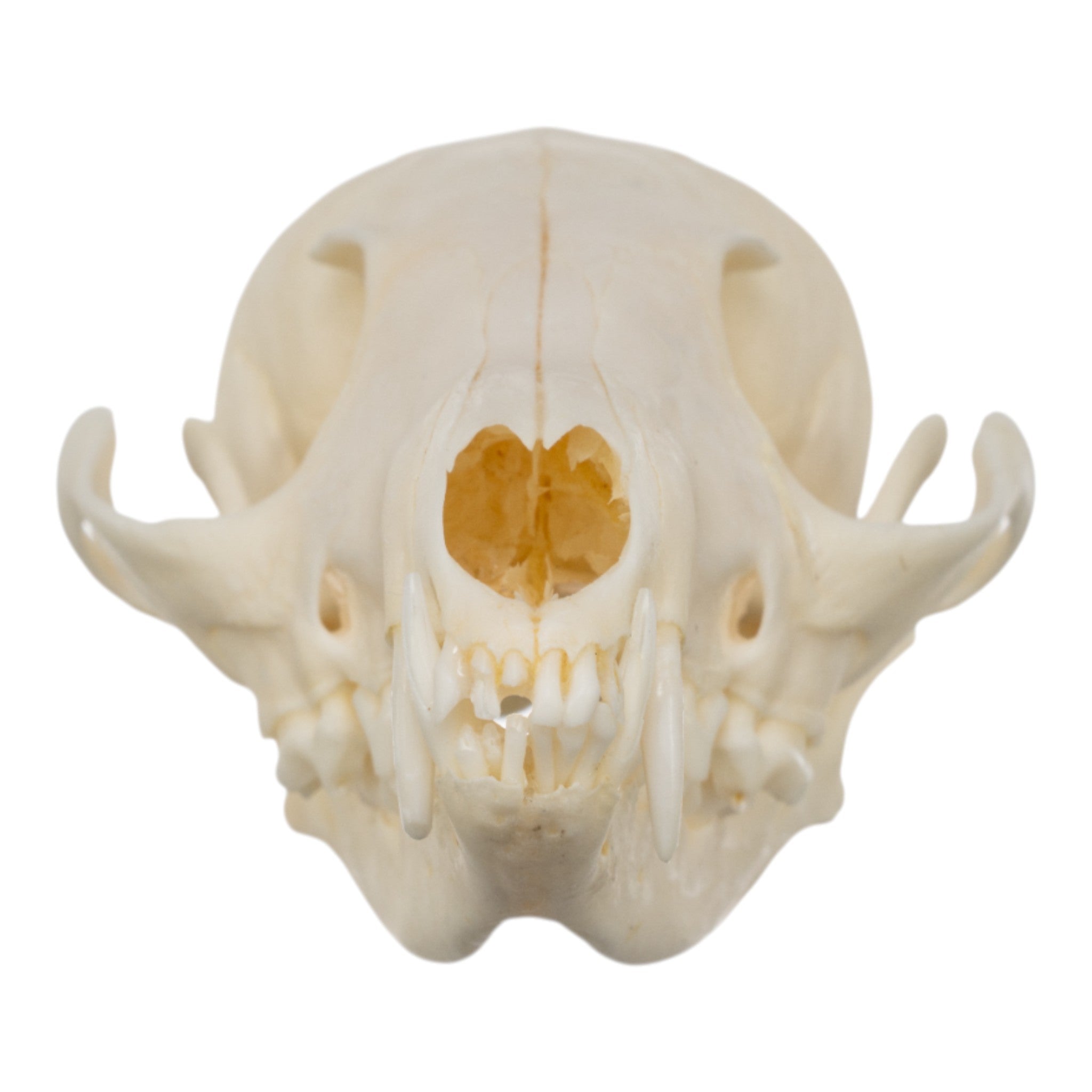 1*0様 vintage fox image マルチ柄　ジャケット skull Fox Skull Art Print, Red Fox Skeleton, Gothic Decor, Taxidermy