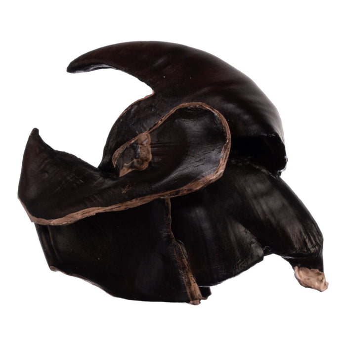 Replica Giant Squid Beak