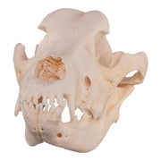 Real Domestic Dog Skull - Great Dane (Periodontal)