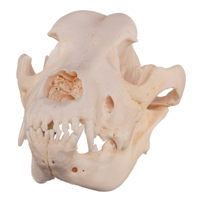 Real Domestic Dog Skull - Great Dane (Periodontal)