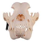 Real Domestic Dog Skull - Great Dane (Periodontal)