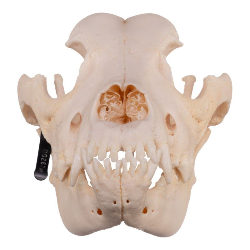 Real Domestic Dog Skull - Great Dane (Periodontal)