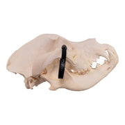 Real Domestic Dog Skull - Great Dane (Periodontal)