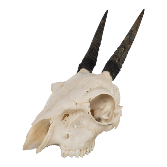 Real Common Duiker Skull