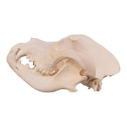 Real Domestic Dog Skull - Great Dane (Periodontal)