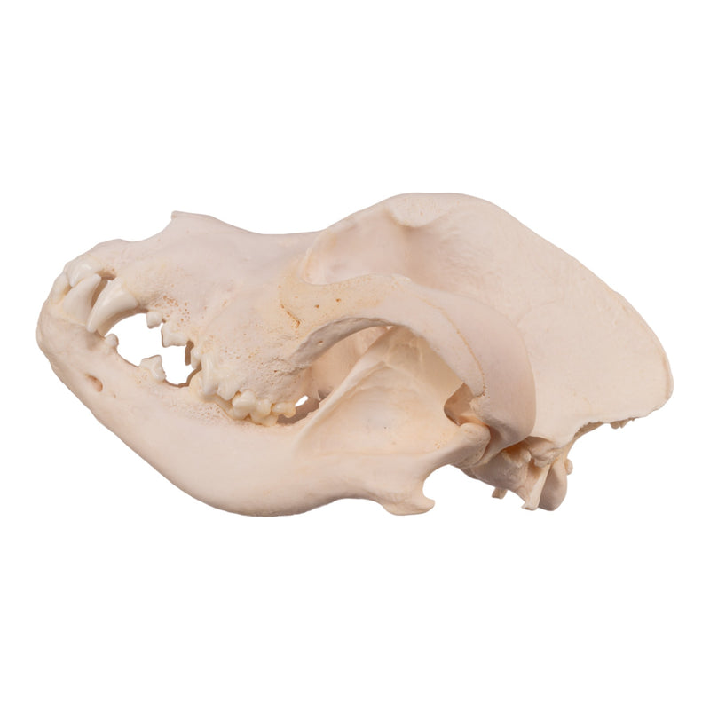 Real Domestic Dog Skull - Great Dane (Periodontal)