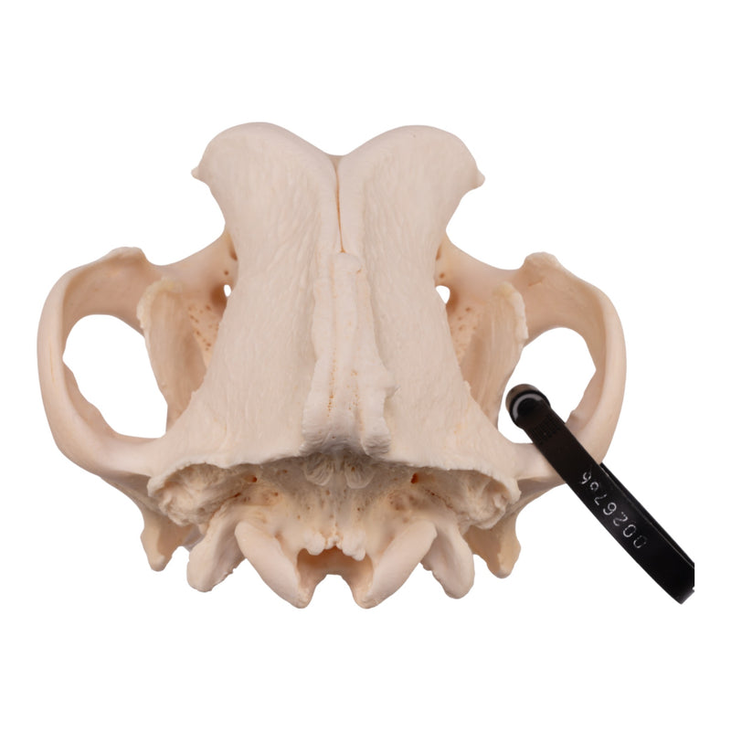 Real Domestic Dog Skull - Great Dane (Periodontal)