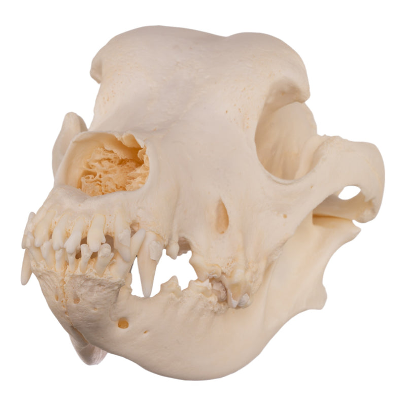 Real Domestic Dog Skull - Great Dane (Periodontal)